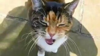 Что говорит кот? - смотреть видео (0:26)