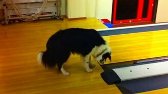 Странная собака в зале для боулинга - смотреть видео (1:51)