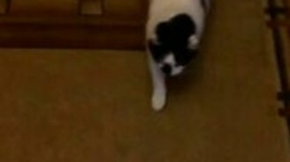 Котяра встречает хозяина у двери - смотреть видео (0:34)