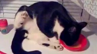 Один из самых смешных едоков - смотреть видео (1:37)