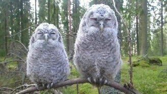 Забавные совята - смотреть видео (1:40)
