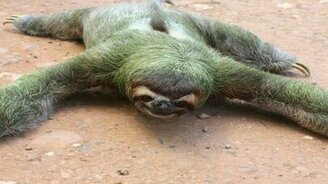 Подборка фото с ленивцами - смотреть видео (2:21)