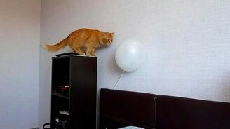 Рыжик против шарика - смотреть видео (0:34)