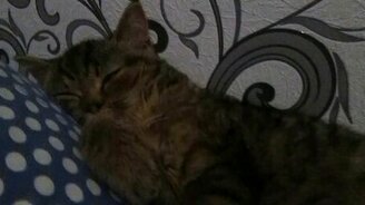 Кошка, которая храпит - смотреть видео (1:09)