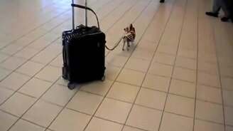 Когда багаж больше носильщика... - смотреть видео (0:40)