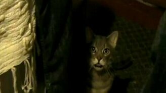 Смешной кот Хей - смотреть видео (0:31)