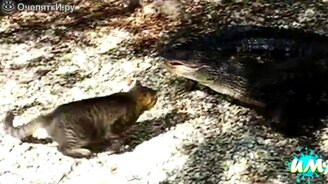 Самые храбрые кошки - смотреть видео (2:55)