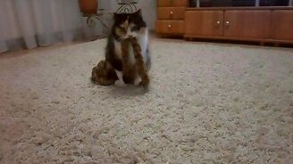 Кошка ходит по поясу - смотреть видео (0:51)