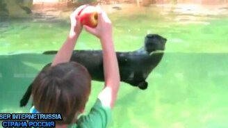 Весёлые детишки и зверушки - смотреть видео (5:31)