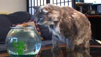 В аквариуме рыбка, а над головой акула - смотреть видео (0:23)