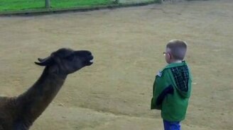 Мальчик знакомится с ламой - смотреть видео (0:52)