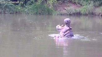 Весёлая животная песня - смотреть видео (1:22)