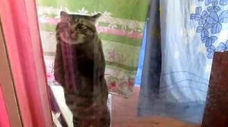 Кот-паникёр просится домой - смотреть видео (0:39)