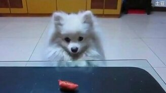 Собака и сосиска - смотреть видео (1:17)