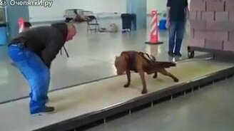 Питбуль-бурлак - смотреть видео (2:20)