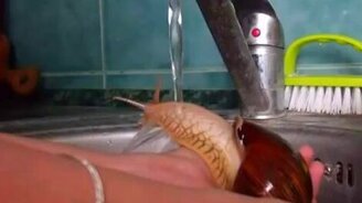 Как купается улитка - смотреть видео (0:52)