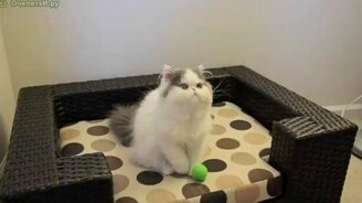 Волшебный перс - смотреть видео (0:47)