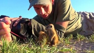 Фотограф и сурикаты - смотреть видео (2:13)