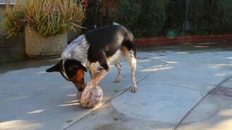 Очень дрессированный пёс - смотреть видео (2:08)