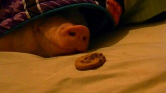 Свинюшка и печенька - смотреть видео (1:57)