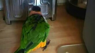 Новый вид танца от попугая - смотреть видео (1:12)
