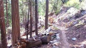 Если встретил в лесу медведя... - смотреть видео (2:00)