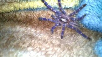 Домашний тарантул - смотреть видео (0:26)