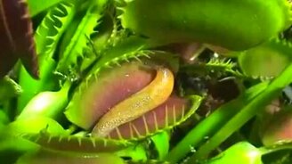 Венерина мухоловка за обедом - смотреть видео (1:21)