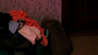 Кот - грызун - смотреть видео (0:26)