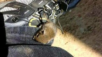 Ручная дикая мышка - смотреть видео (1:14)