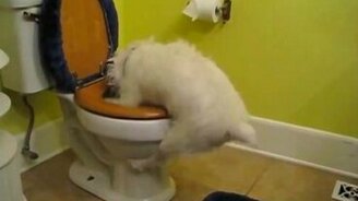 Самые смешные и забавные животные - смотреть видео (27:15)