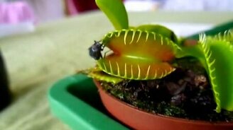 Растение съедает муху - смотреть видео (0:55)