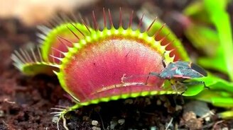 Венерина мухоловка ужинает - смотреть видео (1:46)