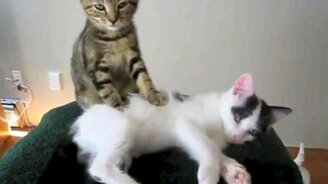 Прикольные кошки и собаки - смотреть видео (3:26)