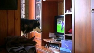 Пёс смотрит телевизор - смотреть видео (1:45)