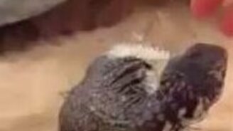 Забавная домашняя ящерица - смотреть видео (1:07)