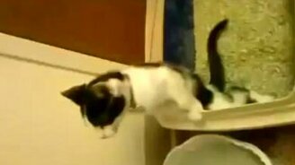 Котёнок - будущий мужик - смотреть видео (0:25)