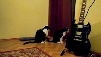 Как коты извиняются - смотреть видео (0:26)