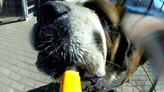 Собачий позитив - смотреть видео (2:47)