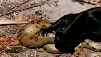 Схватка пантеры и анаконды - смотреть видео (3:15)