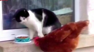 Позитивная весёлая сборка - смотреть видео (4:30)