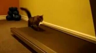 Кошки на беговой дорожке - смотреть видео (1:27)