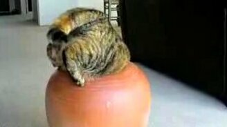 Толстяк в вазе - смотреть видео (0:27)