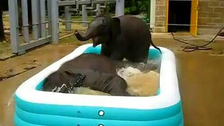 Слонята в маленьком бассейне - смотреть видео (0:35)