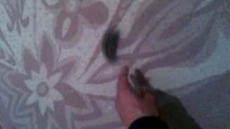 Хомяк-вентилятор - смотреть видео (1:05)