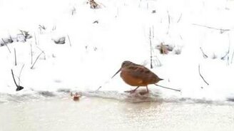 Вальдшнеп танцует - смотреть видео (0:46)