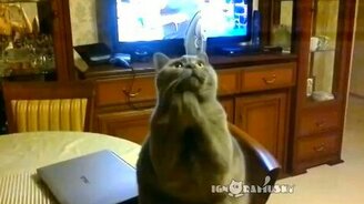 Коты-попрошайки - смотреть видео (1:46)