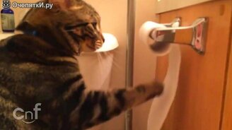 Короткие смешные ролики с котами - смотреть видео (2:24)