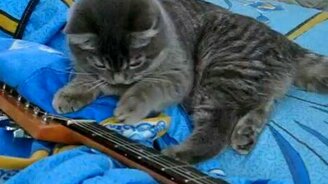 Кот-гитарист - смотреть видео (5:11)