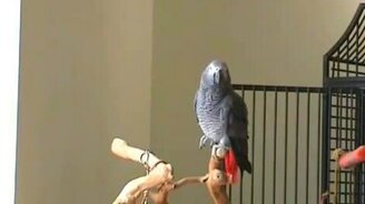 Идеальный слух у попугая - смотреть видео (0:34)